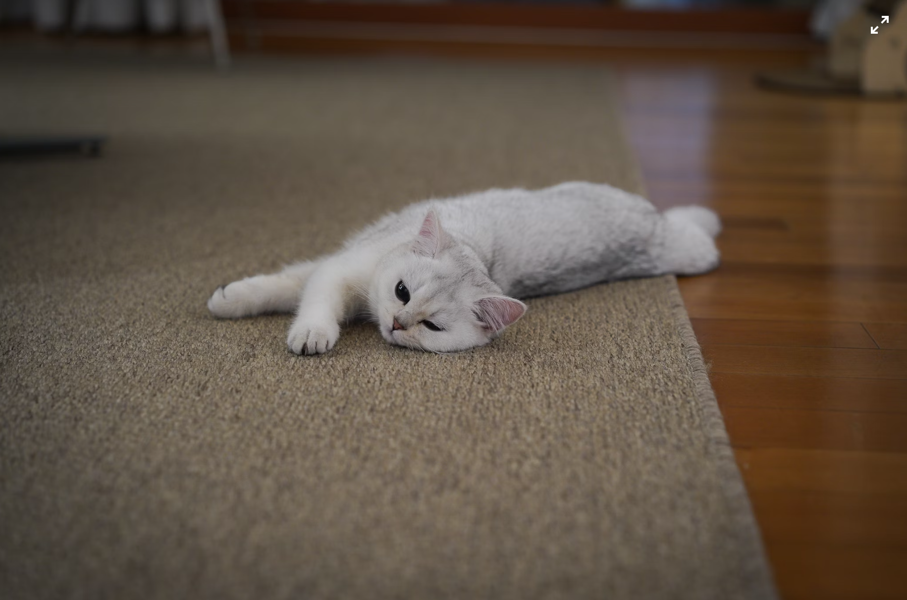 How to Choose the Right Low Pile Carpet for Your Space